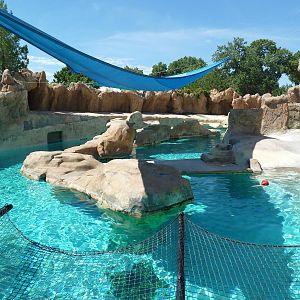 Gray Seal/Harbor Seal/California Sea Lion Exhibit