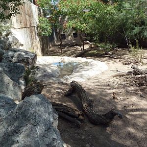 Red River Hog Exhibit