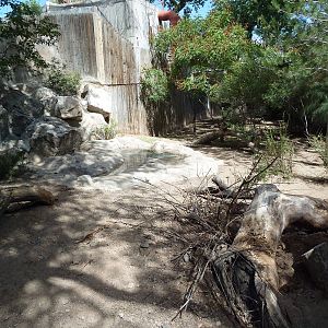 Red River Hog Exhibit