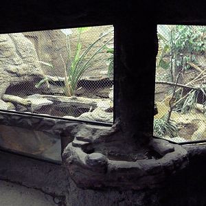 Snake-Necked Turtle/Wompoo Fruit Dove Exhibit