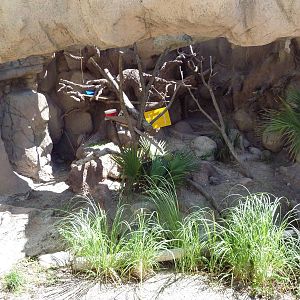 Matschie's Tree Kangaroo Exhibit