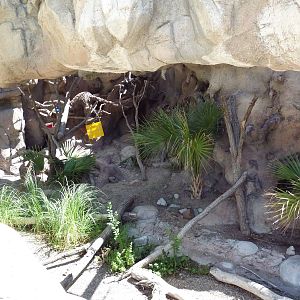 Matschie's Tree Kangaroo Exhibit