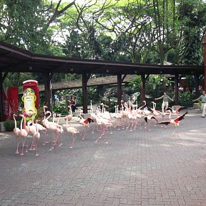 Chinese New Year Celebrations - Flamingo Parade