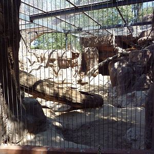 Cougar Exhibit