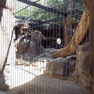 Cougar Exhibit