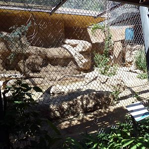 Snow Leopard Exhibit
