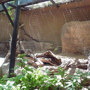 Rock Hyrax Exhibit