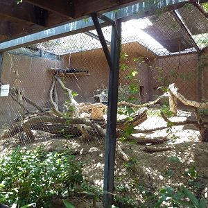 Binturong Exhibit