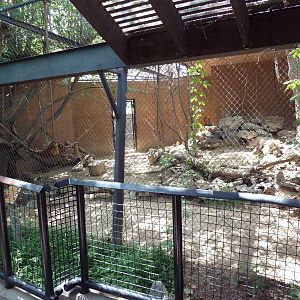 Bobcat Exhibit