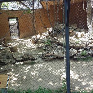 Bobcat Exhibit