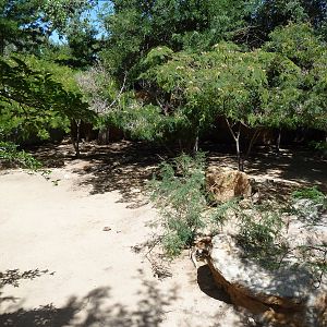 Red Kangaroo Exhibit