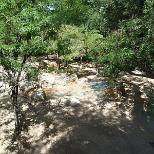 Red Kangaroo Exhibit