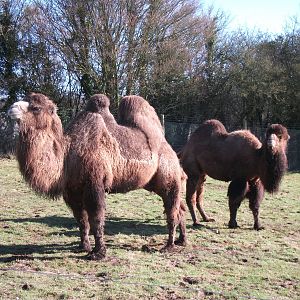 Bactrian Camels