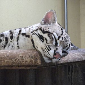 Ocelot