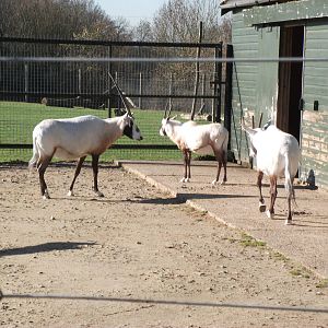 Arabian Oryx