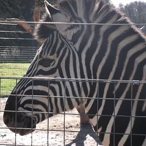 Chapmans Zebra