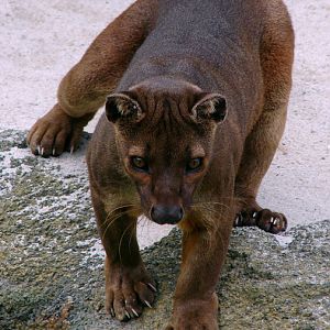 Fossa / Cryptoprocta ferox (male Androy ISB-0160)