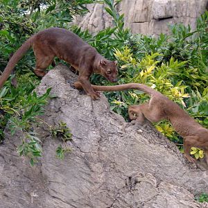 Fossa / Cryptoprocta ferox (Androy and Ranomafana)
