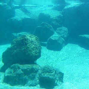 Inukshuk Bay - Polar Bear Exhibit