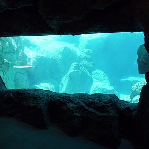Inukshuk Bay - Polar Bear Exhibit