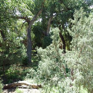 Mexican Gray Wolf Exhibit