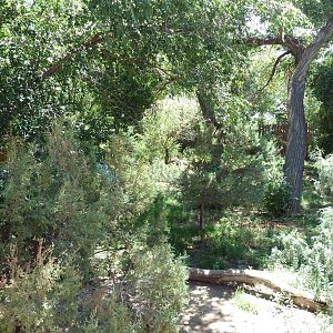 Mexican Gray Wolf Exhibit