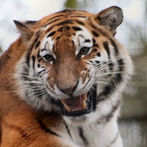 Tiger of Port Lympne