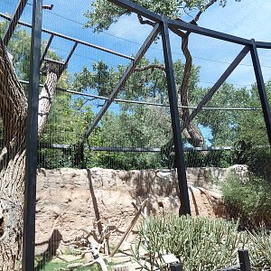 Raptor Roost - Andean Condor Exhibit