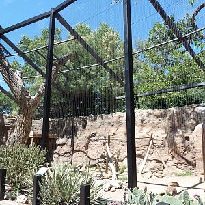 Raptor Roost - Andean Condor Exhibit