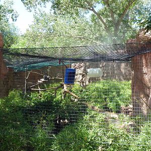 Black Howler Monkey Exhibit