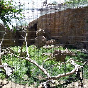 Abyssinian Ground Hornbill Exhibit