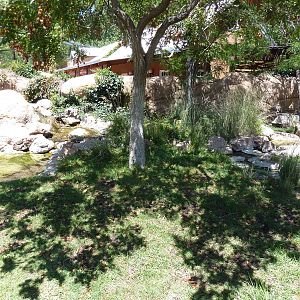 Aldabra Tortoise Exhibit