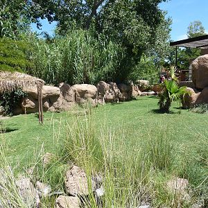 Aldabra Tortoise Exhibit