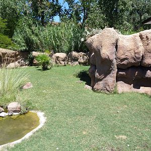 Aldabra Tortoise Exhibit