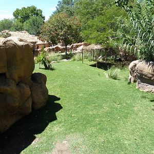 Aldabra Tortoise Exhibit