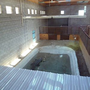 Saltwater Crocodile Exhibit (Temporary)