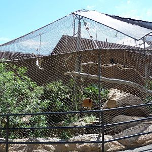 Northern Helmeted Curassow/Burrowing Owl Exhibit
