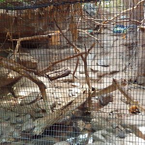 Tropical America - Golden Lion Tamarin Exhibit