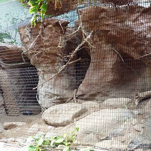 Tropical America - Swainson's Toucan Exhibit