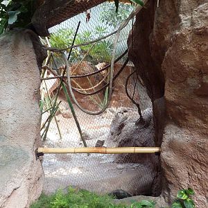 Tropical America - Mixed-Species Exhibit (5 Species)