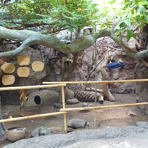 Tropical America - Mixed-Species Exhibit (5 Species)