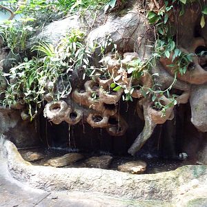 Tropical America - Pond