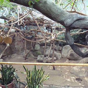 Tropical America - Cotton-Top Tamarin/Sun Conure Exhibit