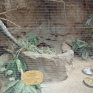 Tropical America - Andean Tinamou Exhibit
