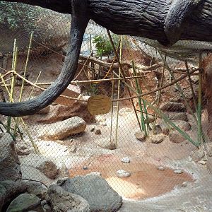 Tropical America - Variegated Spider Monkey Exhibit