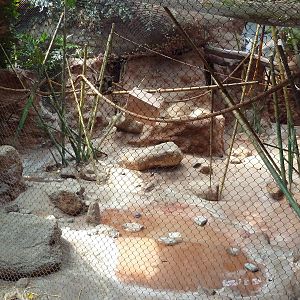 Tropical America - Variegated Spider Monkey Exhibit