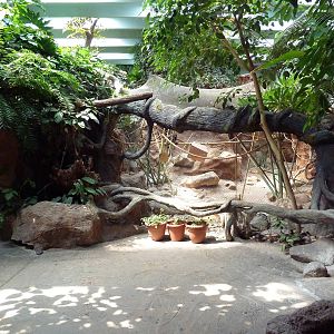 Tropical America - Variegated Spider Monkey Exhibit