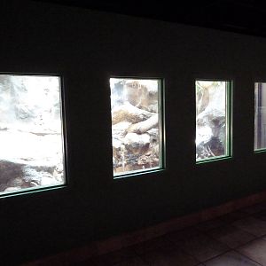 Reptile House - Komodo Dragon Exhibit