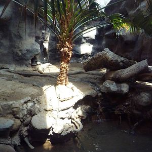 Reptile House - Komodo Dragon Exhibit