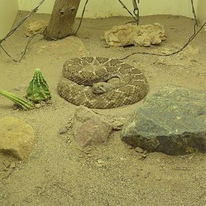 Reptile House - Western Diamondback Rattlesnake + Barb Wire